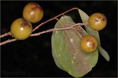 Cleistanthus collinus